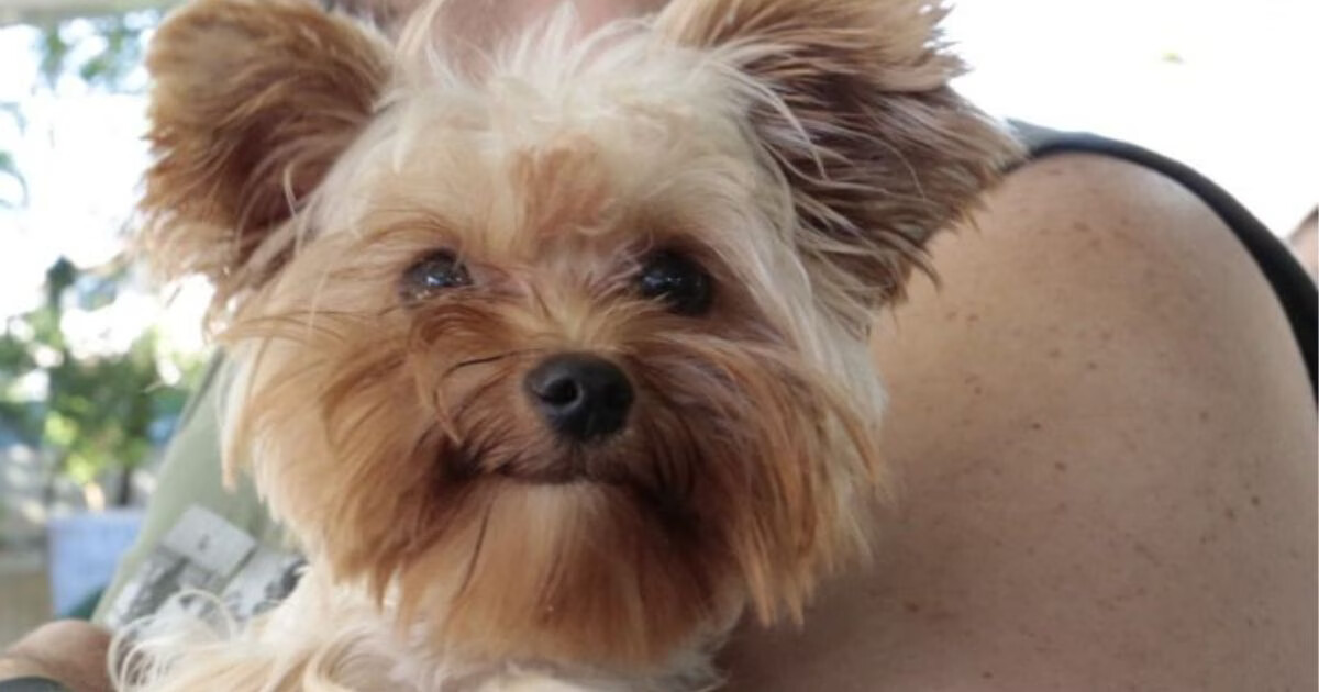 Perda de emenda animal em Brusque: R$ 286,5 mil